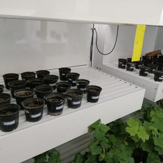 Rapistrum rugosum sample